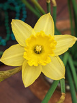 Daffodil.png