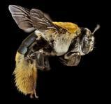 <span itemprop="name">To Bee, or not to Bee</span>
